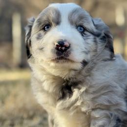 Miniature Australian Shepherds from Apple Tree Mini Aussies