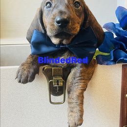 Oskar - Brindle male Dachshund puppy in Leoma, Tennessee from Southbound Kennel