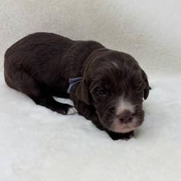 Goofy - Chocolate male Goldendoodle puppy in Casselberry, Florida from My Little Doodle