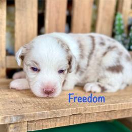 Freedom - Red merle male Miniature Australian Shepherd puppy in Chino Valley, Arizona from BlueZion Aussies