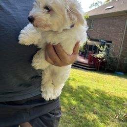 Coton de Tulear Puppies from Smoky Mountains Cotons