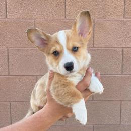 Anthony Bridgerton - Red merle and white male American Corgi puppy in Lake Havasu City, Arizona from London Bridge Corgis