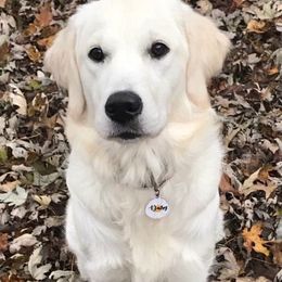 Golden Retrievers from Deborah Hughes' Goldens