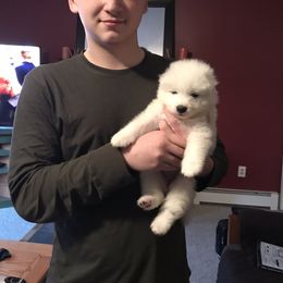 Samoyed Puppies from Kenjo Samoyeds