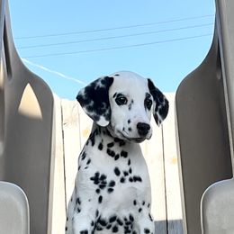 Dalmatian Puppies from Crystal Gonzalez