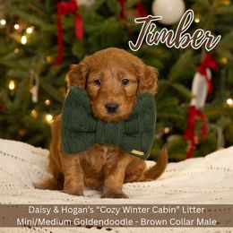 Timber - Brown Collar Boy - Red  male Goldendoodle puppy in Meadville, Pennsylvania from Doodle Paws Pups