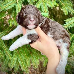 Fir - Parti male Poodle puppy in Wilkes Barre, Pennsylvania from Apricity Poodles