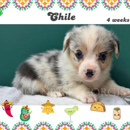 Chile - Blue merle and white male American Corgi puppy in Mansfield, Ohio from Moonrise corgis