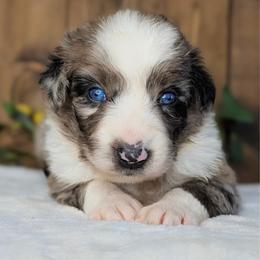 Green collar - Blue merle male Australian Shepherd puppy in Coulee City, Washington from Mr and Mrs Doodle Farm