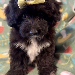 Barbi - Black and white female Aussiedoodle puppy in Howe, Oklahoma from Cuddly Cavapoos