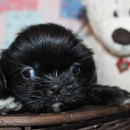 Boy 3 - Black and white male Shih Tzu puppy in Craig, Colorado from Rocky Mountain Shih Tzus and Dry Creek Miniature Dachshunds