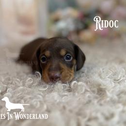Ridoc - Chocolate and tan male Dachshund puppy in Rainier, Oregon from Doxies in Wonderland
