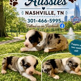 Boy 2 - male Miniature Australian Shepherd puppy in Nashville, Tennessee from Little B’s Aussies