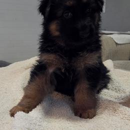 Black - Black and red female German Shepherd puppy in Spring Hill, Florida from Iron Crest Shepherds