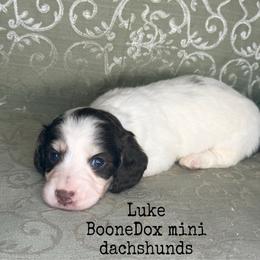 Luke - Chocolate and cream male Dachshund puppy in Lexington, Oklahoma from BooneDox Miniature Dachshunds