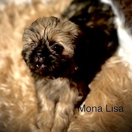 Shih Tzu Puppies from LowCol Ranch
