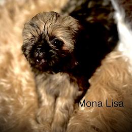 Shih Tzu Puppies from LowCol Ranch