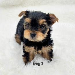 Happy Tail - Black and tan male Yorkshire Terrier puppy in Phoenix, Arizona from Saguaro Yorkie Ranch