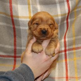 Cinnamon - Dark golden male Golden Retriever puppy in New Weston, Ohio from Bertke AKC Golden Retrievers and Bernese Mountain Dogs