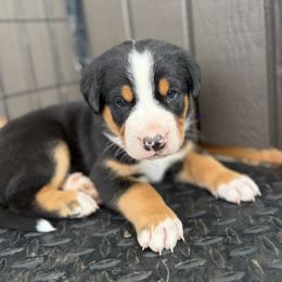 Green boy - Black, white and red male Greater Swiss Mountain Dog puppy in Woodland, Washington from Woodland Swissie’s