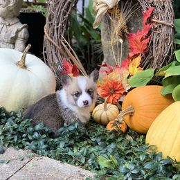 Pembroke Welsh Corgi Puppies from A&A’s Adorable Corgis