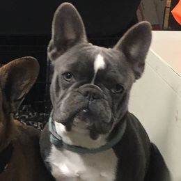 Ziggy - French Bulldog