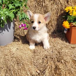 Nova - Red female Pembroke Welsh Corgi puppy in Gulf Breeze, Florida from Cajun Creek's