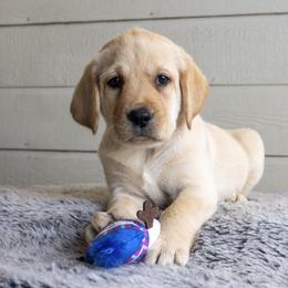 Girl 5 - Yellow female Labrador Retriever puppy in Minden, Nevada from Candyview Labradors