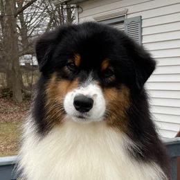 Mardi - Australian Shepherd
