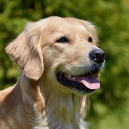 Jocelyn - Golden Retriever