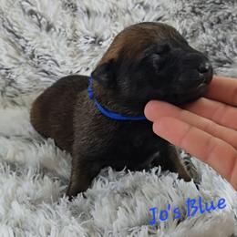 Jo's Blue - Mahogany male Belgian Malinois puppy in Berry, Alabama from North River k9