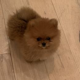 Pomeranian Puppies from Pursell Pomeranians