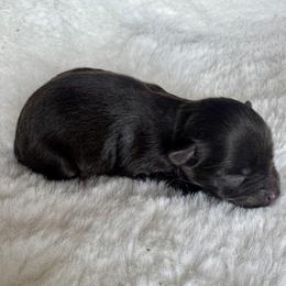 Liver male - Liver male Miniature Schnauzer puppy in Forest, Virginia from Prestige Kennel LLC