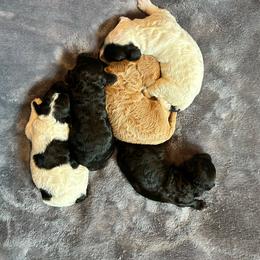 Goldendoodle puppies from Lulu’s Doodles