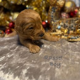 Russet - Red  male Goldendoodle puppy in Rockville, Minnesota from Bracha Poodles & Doodles