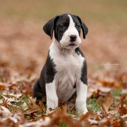 Merlin - Great Dane puppy from Foto Danes