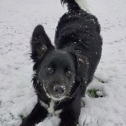 Border Collies from Rylas BCs