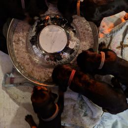 Black and Tan Coonhound and Bracco Italiano Puppies from Old Soul Black & Tan Coonhounds