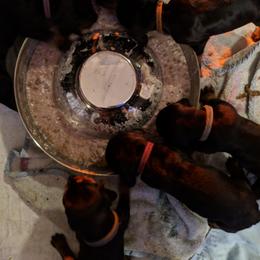 Black and Tan Coonhound and Bracco Italiano Puppies from Old Soul Black & Tan Coonhounds