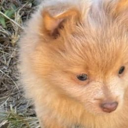Dachshunds and Pomeranians from Thea's Puppies