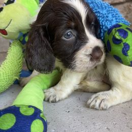 English Springer Spaniel Puppies from M L Springers