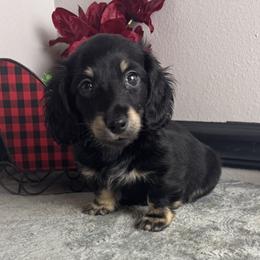 Teddy - Black and cream male Dachshund puppy in Gilbertsville, Kentucky from DeLaunes Dachshunds