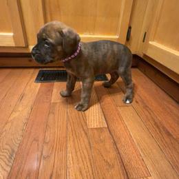 Purple Collar Female - Chestnut brindle female Cane Corso puppy in Jasper, Alabama from C&M Cane Corso
