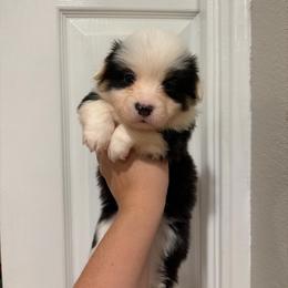Raven - Black and tan female Pembroke Welsh Corgi puppy in Boyd, Texas from Barker's Corgis