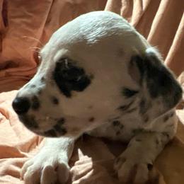 Joe Jonas - White and black male Dalmatian puppy in Fort Cavasos, Texas from Mainstreet Dalmation