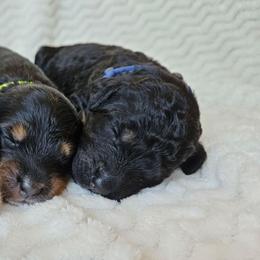 Cosmos - Phantom male Bernedoodle puppy in Granton, Wisconsin from Rose River Farms