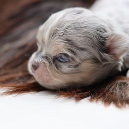 Wells - Merle male Chihuahua puppy in Tulsa, Oklahoma from H-3 Chihuahuas