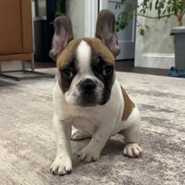 Finn - French Bulldog puppy from Ranch Royale