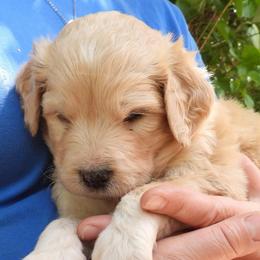 Willie Pep - Cream male Pyredoodle puppy in Prescott, Washington from Washington Pyredoodles