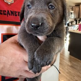 Charcoal Male- Red - Charcoal male Dilute Retriever puppy in Marion, Illinois from Summer Lovin’ Labradors of Southern Illinois